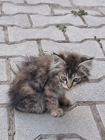 черепаха: Котята, пушистые, домашнего типа. На фото — два маленьких котёнка: - — 1