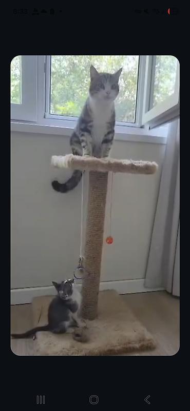 Находка и пропажа кошек: Пропал кот в районе панфилова/жибек-жолу, пропал в сентябре. Кот — 3