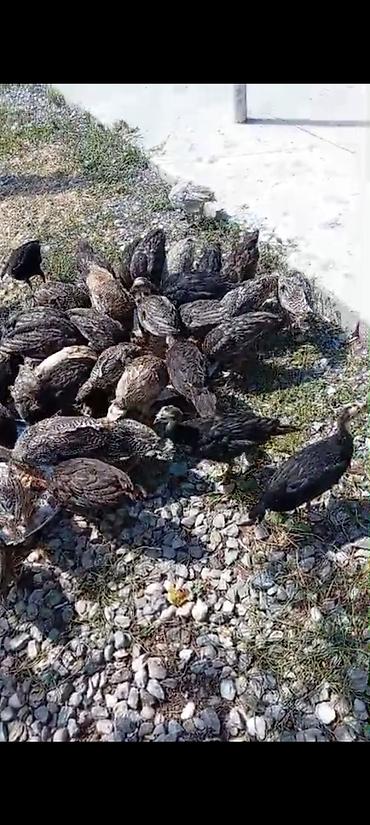 gəncə toyuq satan: 19 dene saglam Hinduṣka balası 15 günlük biri 8 manatdan satılır — 6