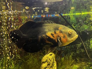 Akvariumlar: Böyük ölçülü şüşə akvarium komplekti - Ön və yanları şəffaf şüşəli — 8