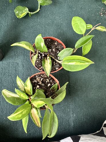 продаю курицу: Продаются комнатные растения:Монстера Альба,сциндапсусы,церропегии