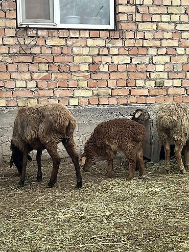 Другие животные: Асалоому алейкум 7 баш козулу кой бар козулар чон 7 баш бооз кой — 7