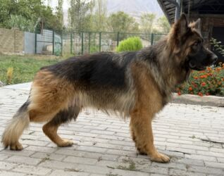 Продажа собак: Немецкая овчарка, 4 месяца, Самка, С прививкой, С родословной — 2