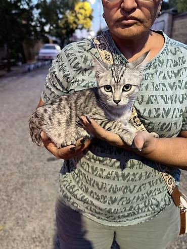 котёнок бесплатно: Кошка даром: Беспородная, 4 месяца, Девочка — 5