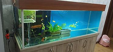 akvarium işığı: Hazır akvaryum satılır dəst şkafla birgə 150 cm uzuluqudu şkaf təzədi — 2