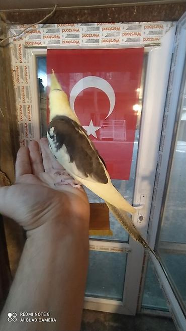 Tutuquşları: Salam. TAM SAĞLAM VİTAMİNLƏR PROFESSİONAL BİT DƏRMANİ VURULUB VƏ — 27