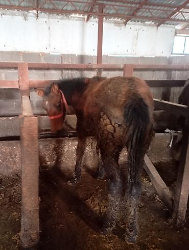 Лошади, кони: Продаю | Жеребенок | Для разведения | Племенные — 7