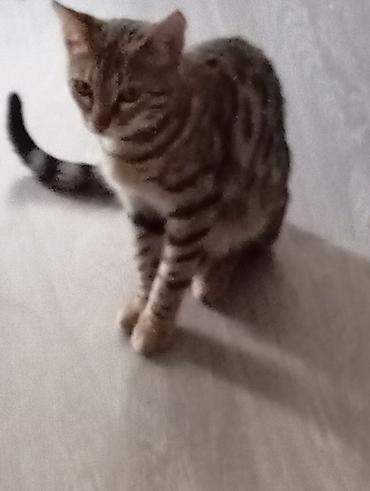 Tabbi