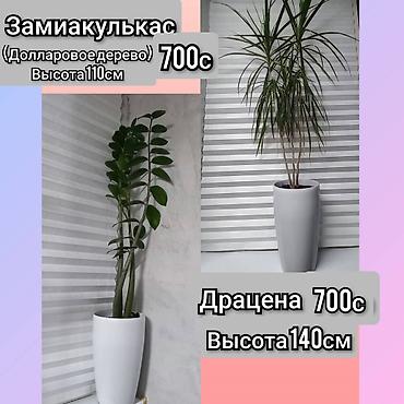молочай цветок: Замиокулькас и драцена в высоких белых кашпо. - Замиокулькас — — 2