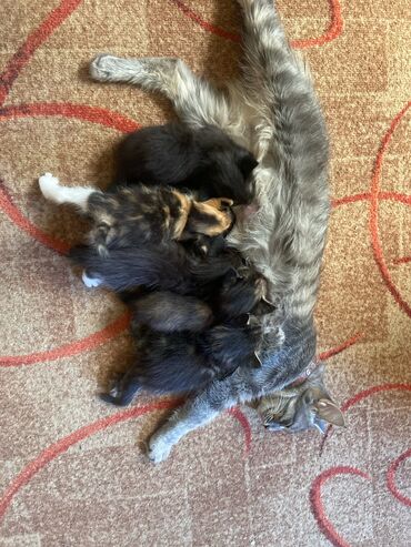 котята в добрые руки бесплатно: Кошка даром: Беспородная, 1 месяц, Мальчик, Приучена к лотку