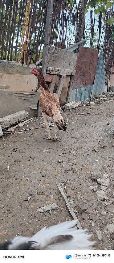 1 ayliq cuce satisi: Xoruz, Heyratı, il: 1, Ünvandan götürmə, Ödənişli çatdırılma, Rayonlara çatdırılma — 5