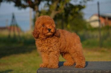 Psi: Toy pudle Odgajivacnica "Team AS Trajkovic" u ponudi ima prelepe toy — 2