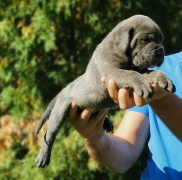 Psi: Ako tražite vernog člana porodice, obratite se nama i postanite — 4