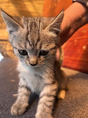 Отдам даром кошку: Кошка даром: Беспородная, 3 месяца, Девочка, Приучена к лотку — 2