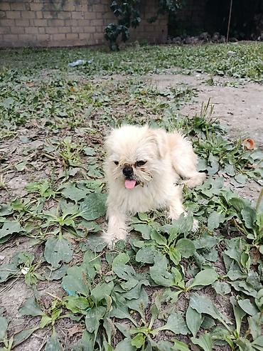 İtlər: Pekines, 1 il, Erkek, Ünvandan götürmə — 4