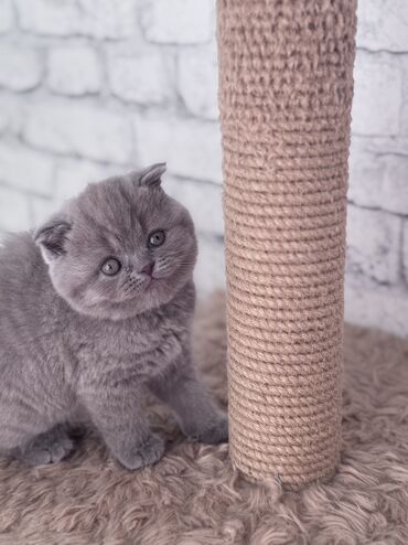 Продажа кошек: Скотиш Фолд (Шотландская вислоухая), 2 месяца, Девочка, Лиловый, С документами