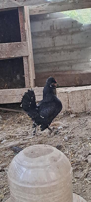 Toyuqlar: Toyuq, Damazlıq — 10