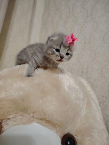 Pişiklər: Şotland -da lalafo.az — 6 Pişiklər: Şotland — 6