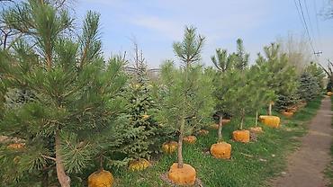 Семена газона: Газонные семена и почвосмеси для газона - Марки: Green Field — 21