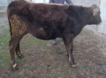 купить собаку шпиц: Продаю | Тёлка | Привязанные