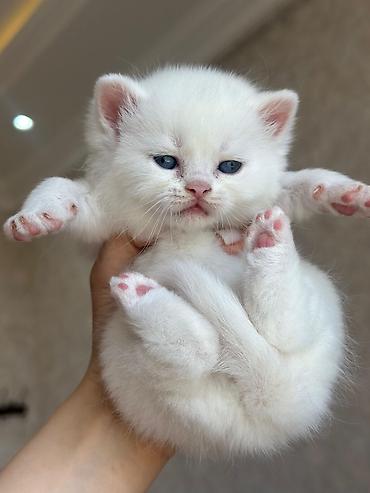 Pişiklər: Yaxşı əllərə — 8