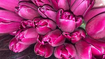 Букеты из живых цветов: Тюльпаны к 8 Марта — опт и розница. - Свежесрезанные тюльпаны разных — 12