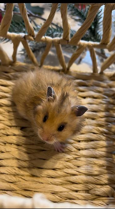 Хомяки: Продаются хомячки джунгарские, сирийские, ангорские пушистые хомячки — 9