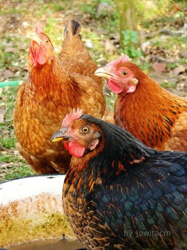 домашние птицы: Продам кур