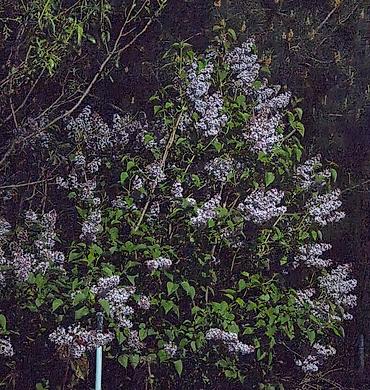 kəpənək dekor: Məhsul: Yasəmən (Syringa vulgaris) – kəsilmiş budaqlar və ya kol — 2