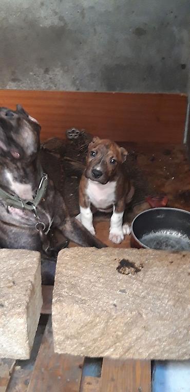 kangal itləri: Pitbul, 2 ay, Dişi, Peyvəndli — 3