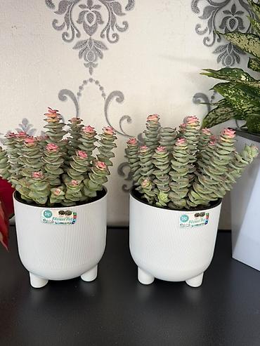 комнатный цветы: Комнатные растения в горшках: 1) Суккулент Crassula perforata — 1