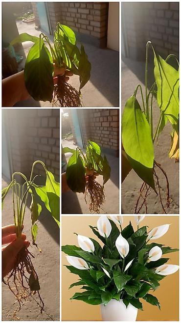diamond: Спатифиллум (Spathiphyllum) — деленка с корнями. если через 2 дня — 1