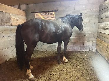 m horse: Продаю | Кобыла (самка) | На забой, Для разведения, Конный спорт | Племенные — 3
