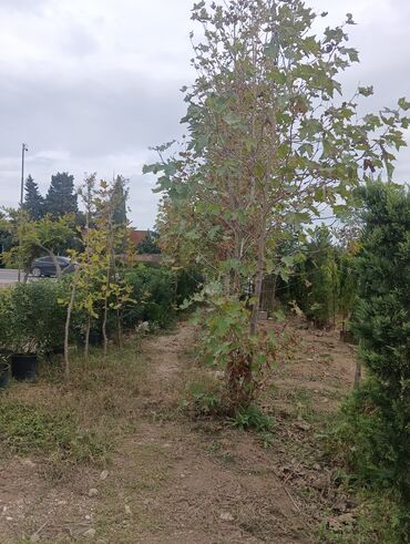 Landşaft işləri: Dekarativ bitgilerin satişi
xan cinar
ekvalit
zeytun — 6