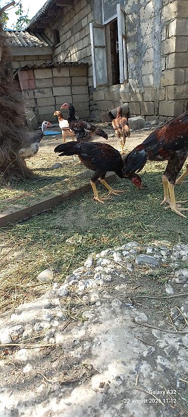 dekorativ dovşan: Toyuq, Damazlıq — 8