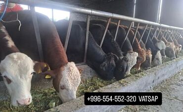 продаю музоо торпок корова самка бык самец айрширская ангус алатауская на забой для разведения на откорм племенные нетель привязанные: Сатам | Уй (ургаачы), Бука (эркек), Кунаажын | Ангус, Герефорд, Голштин | Бордоп семиртүү үчүн, Союуга, Көбөйтүү үчүн | Асыл тукумдуу, Жасалма жол менен боозутуу, Бооз