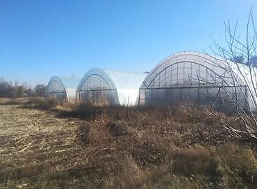 Теплицы: Продается теплица. Действующий тепличный комплекс земельным участком 3 — 6