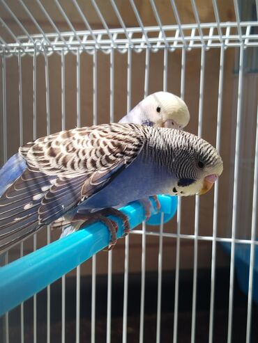 Птицы: Ассаламу алейкум туугандар Попугай сатылат пара🦜 Клетка менен баасы