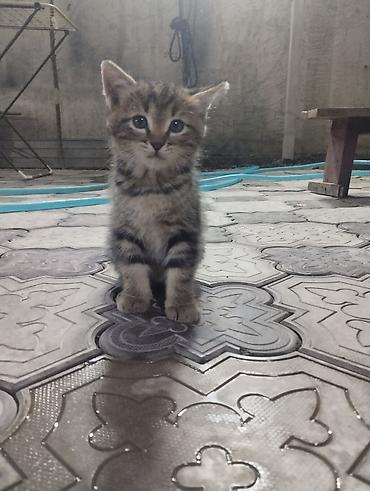 Мышыктар: Котята, домашние. В помёте два малыша: мама шотландская вислоухая — 2