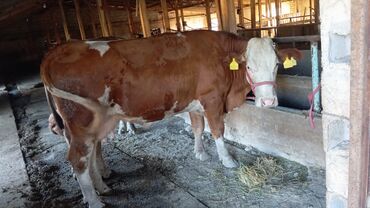 продажа домашних животных: Сатам | Уй (ургаачы), Музоо | Монбельярд | Союуга, Көбөйтүү үчүн, Сүт алуу үчүн | Бооз, Жасалма уруктандырылган