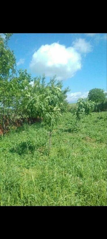 ev ve bag: 3 otaqlı, 100 kv. m, Kredit yoxdur, Təmirsiz