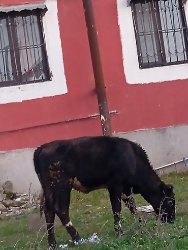 Inəklər, öküzlər: Satılır: qara rəngli danalıq inək - Cins: yerli tip, qara rəng, alın — 2