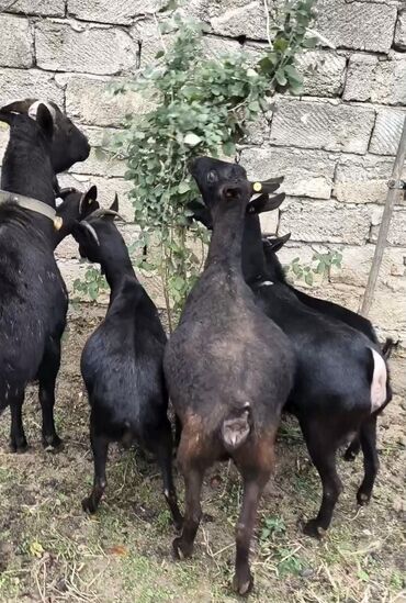 Keçi, çəpiş: Təmiz orginal murciyano keçiləri yetik boğazdılar 6 dənə keçidi — 2