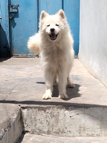 samoyed satılır: Samoyed, Peyvəndli — 1