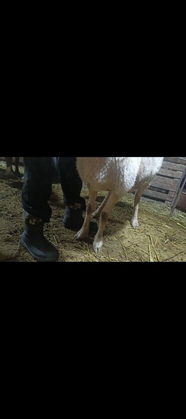 Баран, овца: Продаю | Овца (самка) | Арашан | Для разведения | Котные — 7