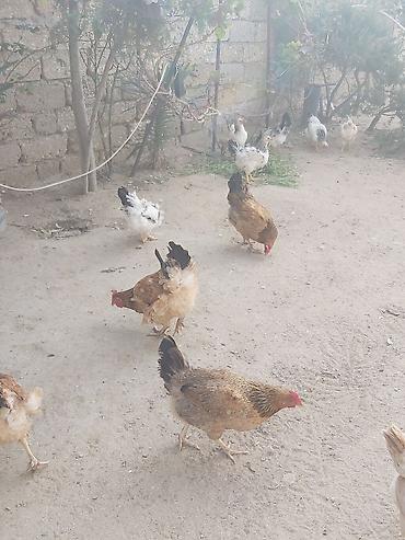 kend toyuqlari satisi: Təbii şəkildə həyətdə bəslənən ev toyuqları - Növlər: qarışıq yerli — 3
