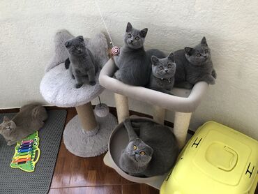 Pişiklər: Şotland, Dişi, Erkək, Ünvandan götürmə — 26