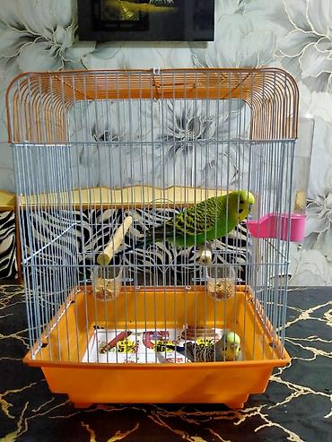 ev heyvani satisi: Salam. Hazir cut papuqaylar satilir. 11 ayliqdilar. Tam bala vermey — 10