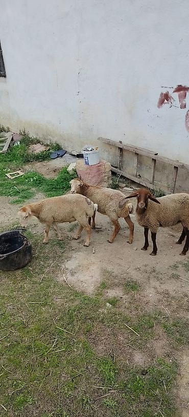 at sudu satisi: 3 ü 720 2 Erkey 1 dişi real alıcıya yol pulu keçərəm saxlamalı quzular — 3
