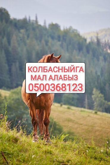 купить собаку породы хмонг: Куплю | Коровы, быки, Лошади, кони, Другие с/х животные | Круглосуточно, Любое состояние, Забитый